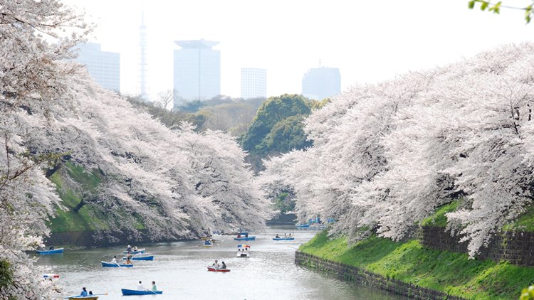 công viên yoyogi