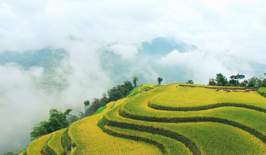 ruộng bậc thang hoàng su phì