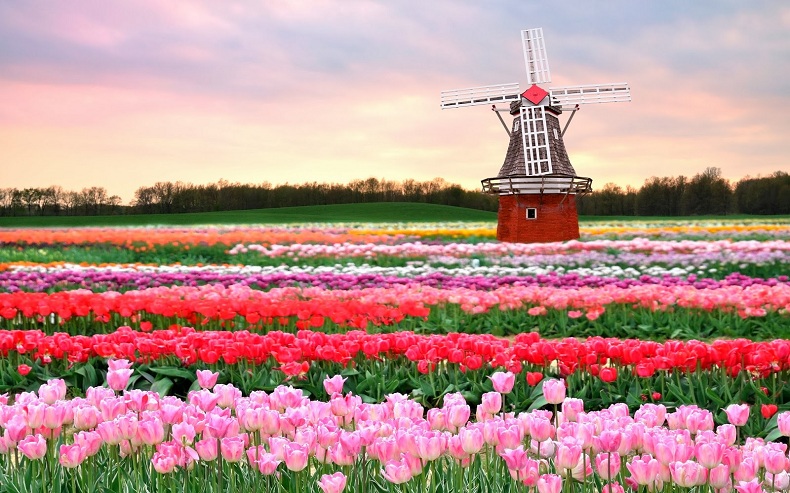 Chiêm ngưỡng vườn hoa lớn nhất thế giới Keukenhof