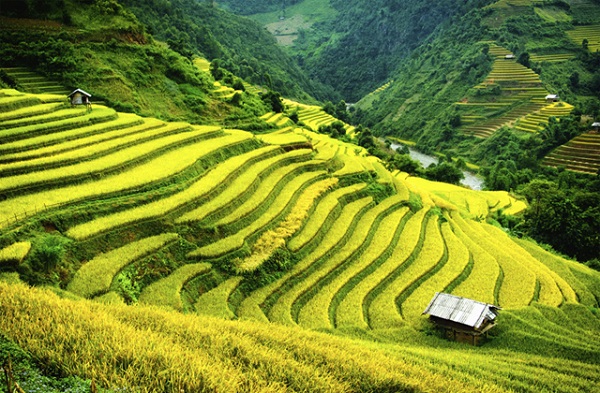 ruộng bậc thang ở sapa