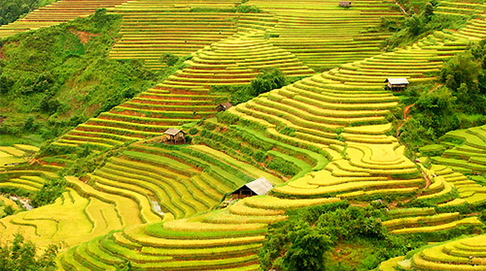 hoàng su phì