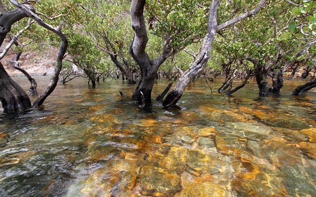 Rừng nguyên sinh Ông Đụng