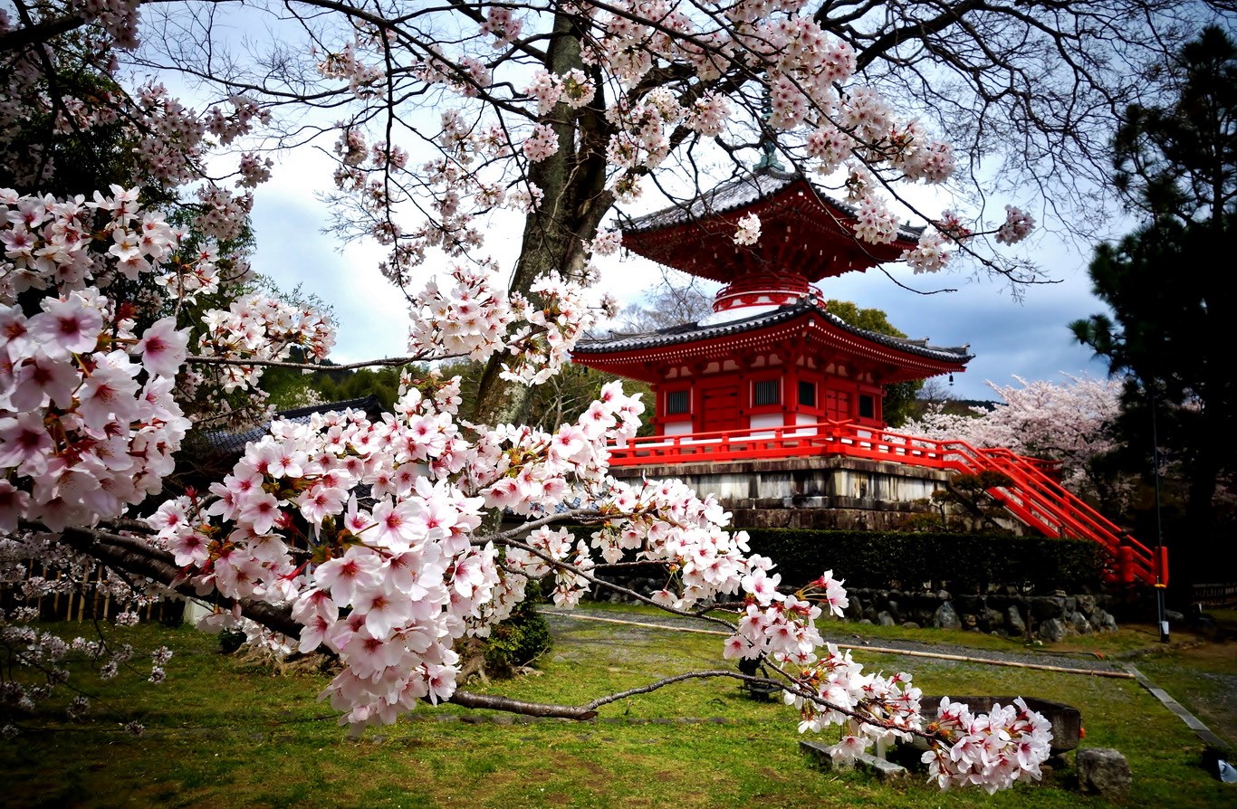 kyoto hoa anh đào 2017