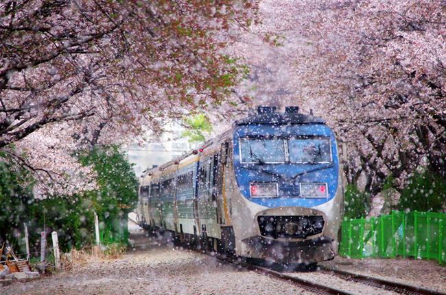 hoa anh đào jinhae