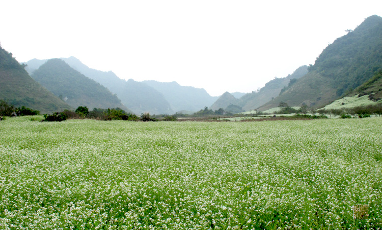 tour du lich moc chau 2 ngay 1 dem