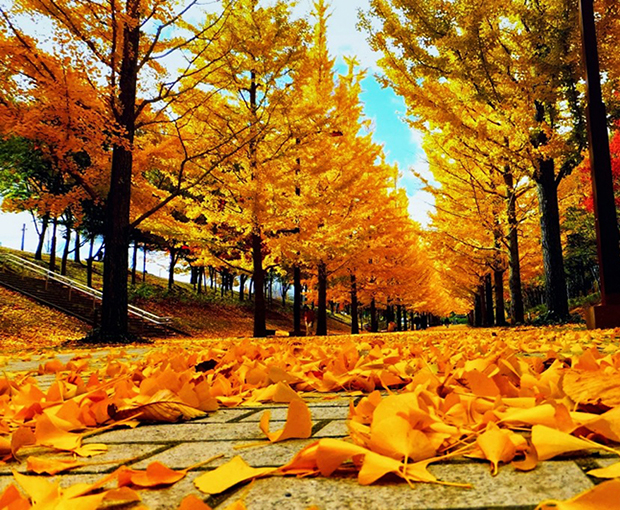 thời điểm du lịch hàn quốc 6