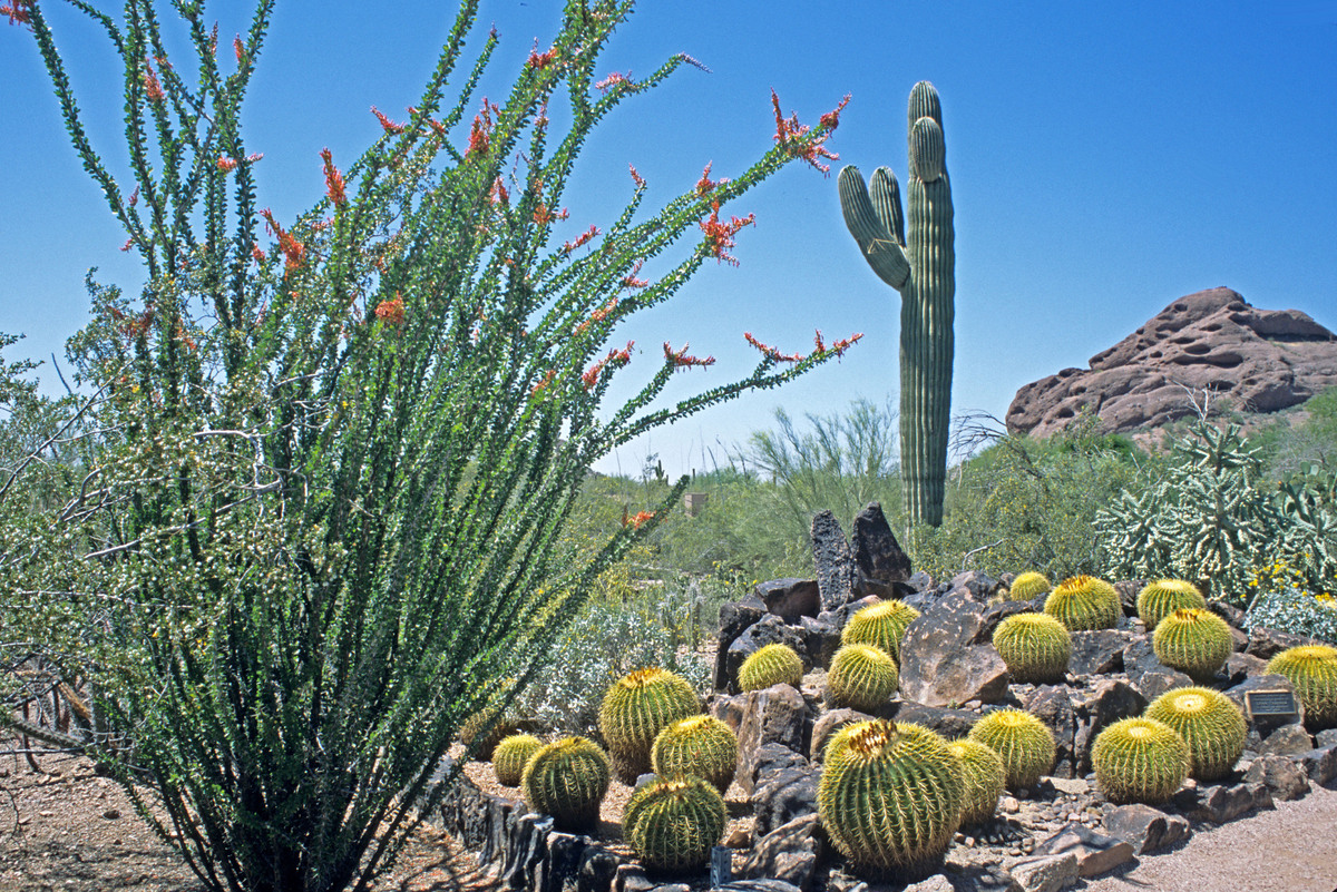 Vườn thực vật Desert, Arizona