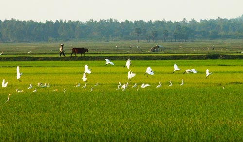 Cánh đồng lúa Du lịch miền tây 3 ngày 2 đêm
