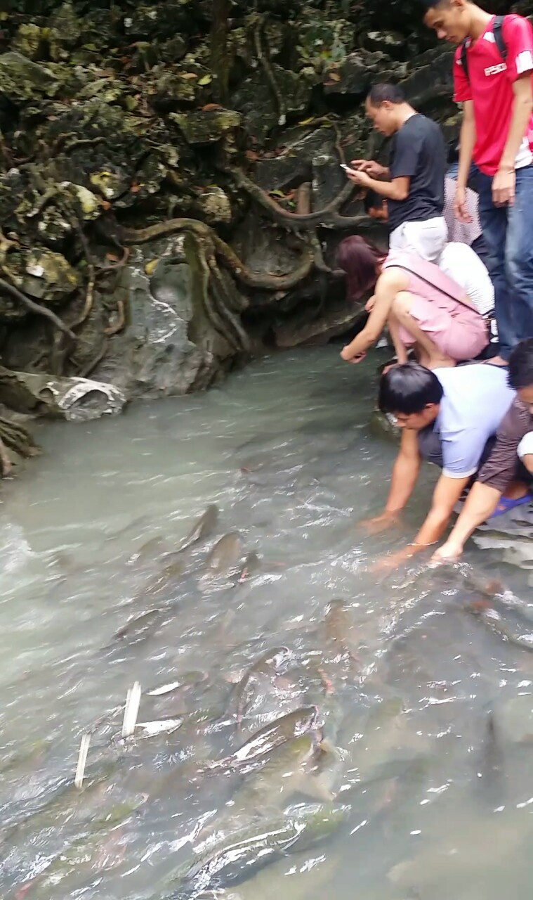 Du khách cho cá ăn những viên lạc 