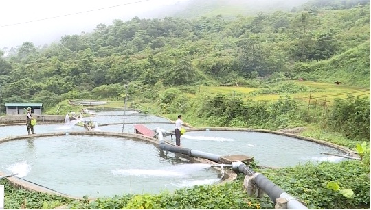 Chiến lược phát triển và quy trình nuôi Cá Hồi nước lạnh tại Sa Pa