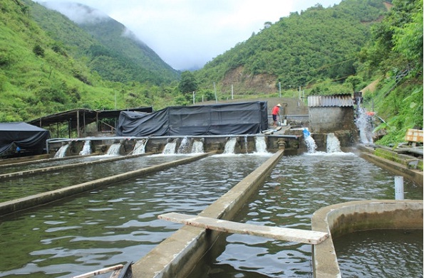 Chiến lược phát triển và quy trình nuôi Cá Hồi nước lạnh tại Sa Pa