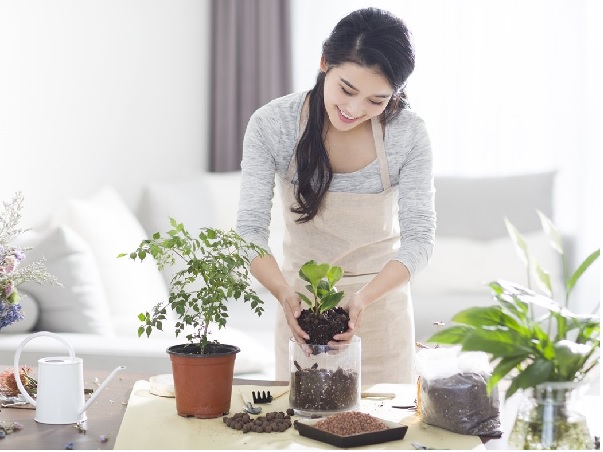 Hướng Dẫn Cách Trồng Và Chăm Sóc Cây Cảnh Để Bàn Đúng Cách.