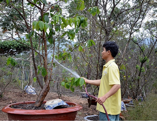 Hướng Dẫn Kỹ Thuật Trồng Và Chăm Sóc Cây Hoa Mai