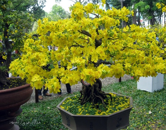 Hướng Dẫn Kỹ Thuật Trồng Và Chăm Sóc Cây Hoa Mai