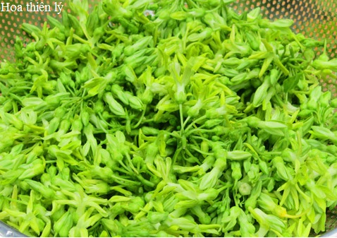 Hoa Thiên Lý Có Công Dụng Chữa Bệnh Rất Tốt Cho Mọi Người