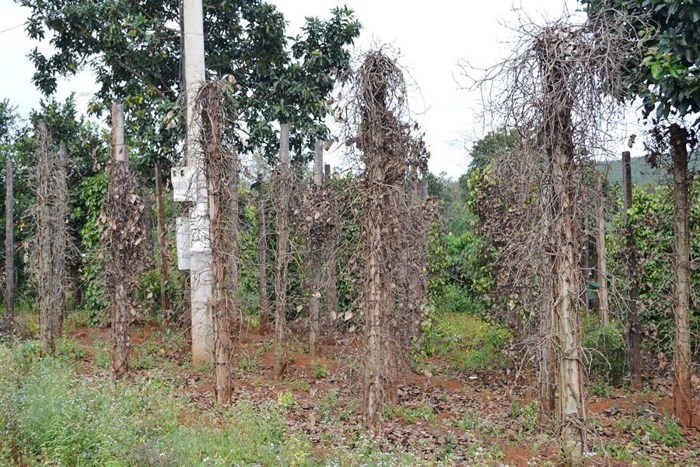 tiêu chết cháy