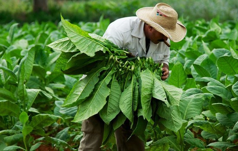 cây thuốc lá