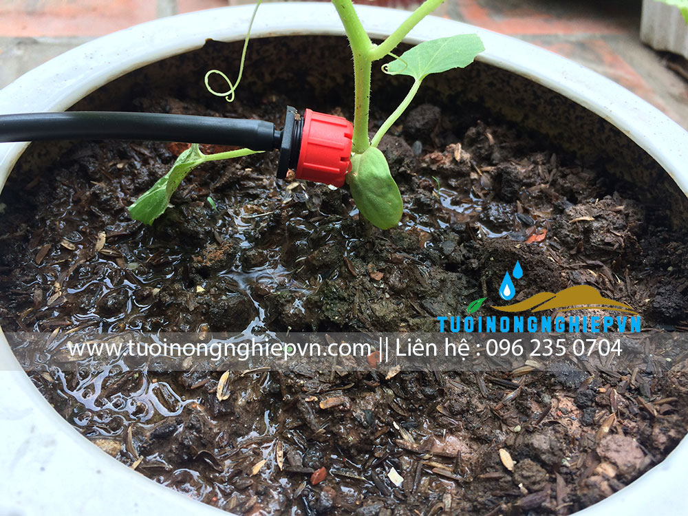 bá» Äáº§u tÆ°á»i nhá» giá»t tÃ¡m tia