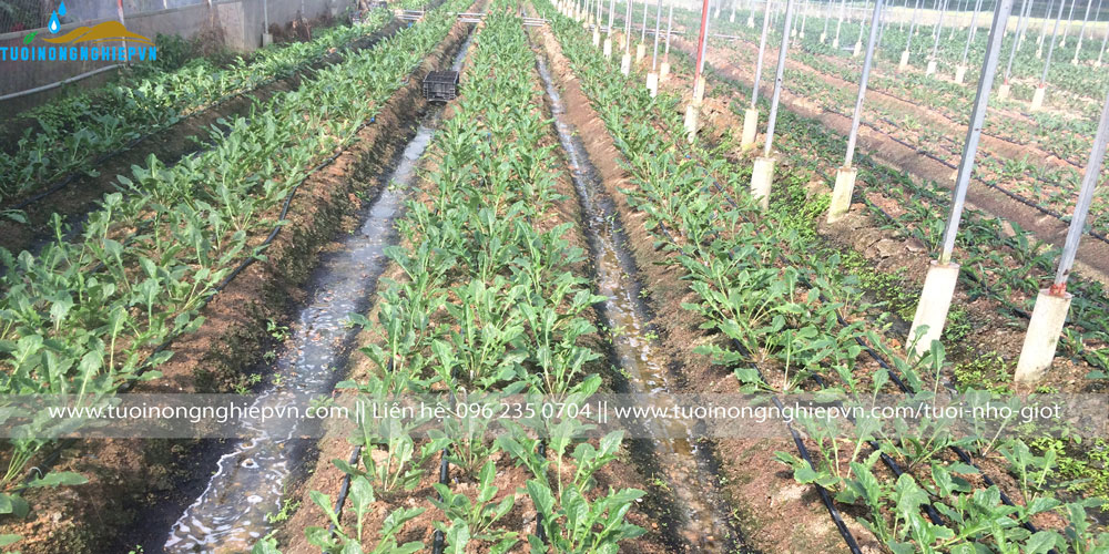hệ thống tưới nhỏ giọt cho cây hoa đồng tiền tại Hà Nội