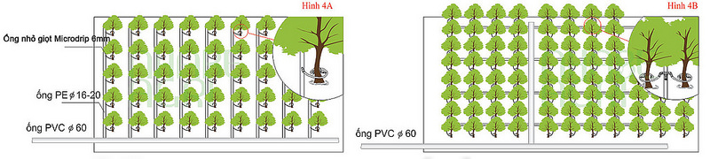 Đường đi ống chính ống phụ của hệ thống tưới nhỏ giọt