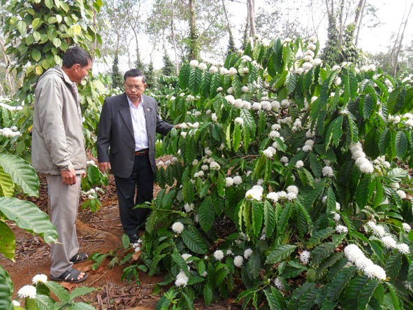 Người nông dân vẫn còn dè dặt với hình thức tưới tự động