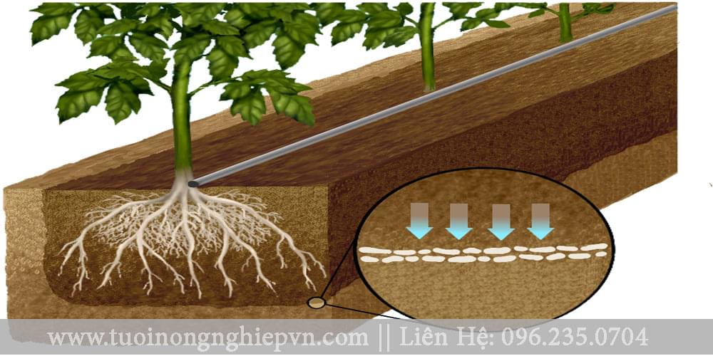 nhu cầu tưới nước cho cây đậu tương