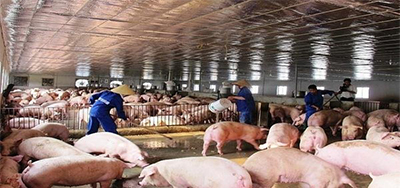 giá lợn giảm trong mùa dịch