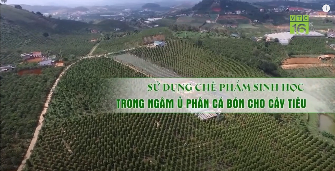 Cách ủ phân cá bằng chế phẩm sinh học EMINA Cách ủ phân cá bằng chế phẩm sinh học EMINA