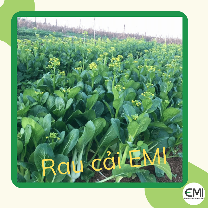 Cách trừ sâu cho rau cải Cách trừ sâu cho rau cải