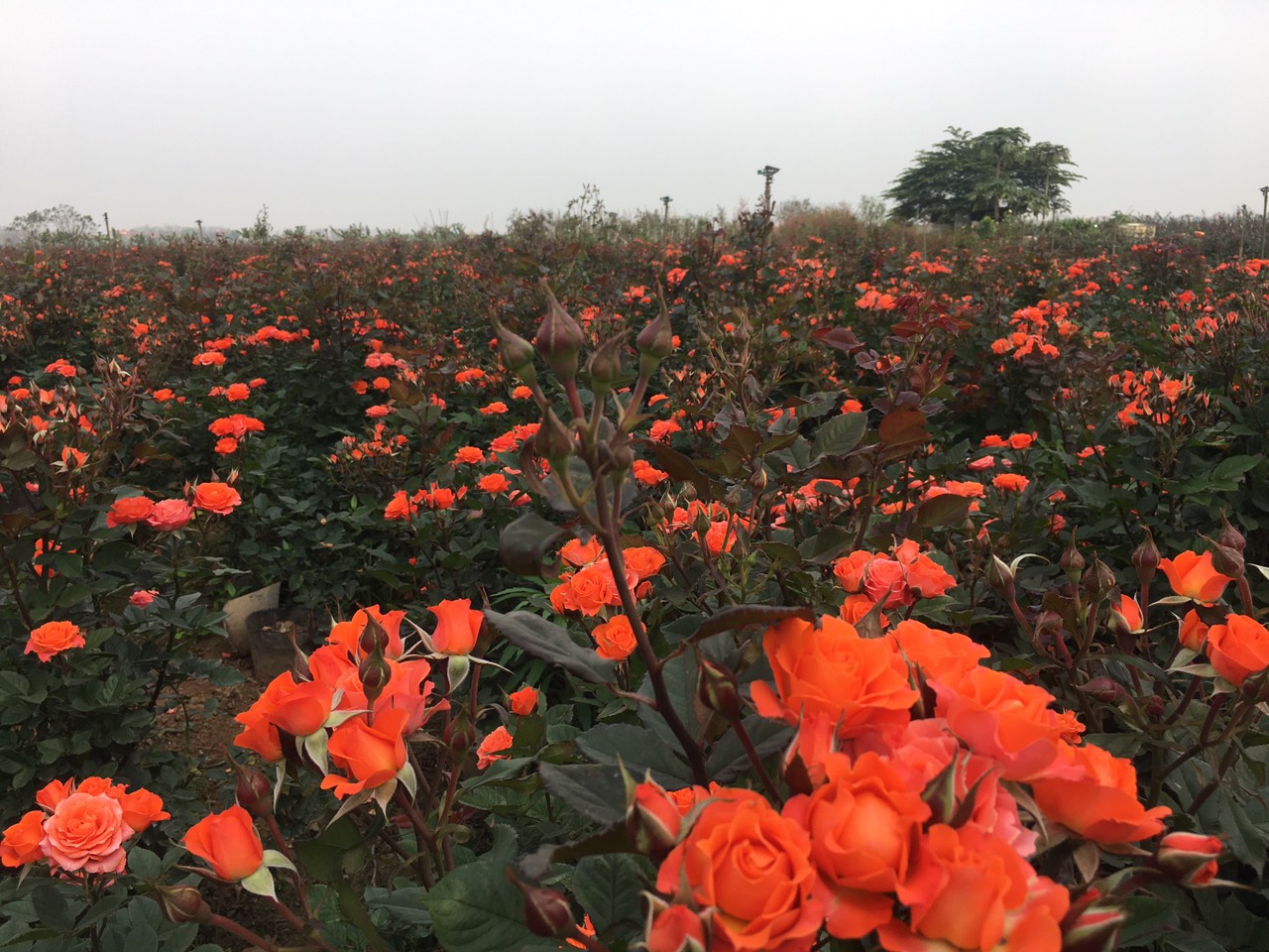 Vườn hồng sử dụng chế phẩm sinh học Emina-P