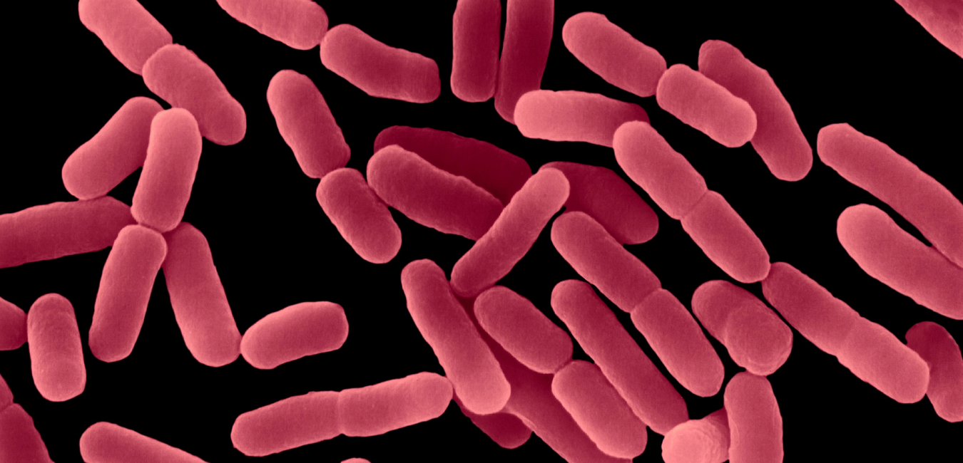 Vậy vị khuẩn Bacillus subtilis là gì
