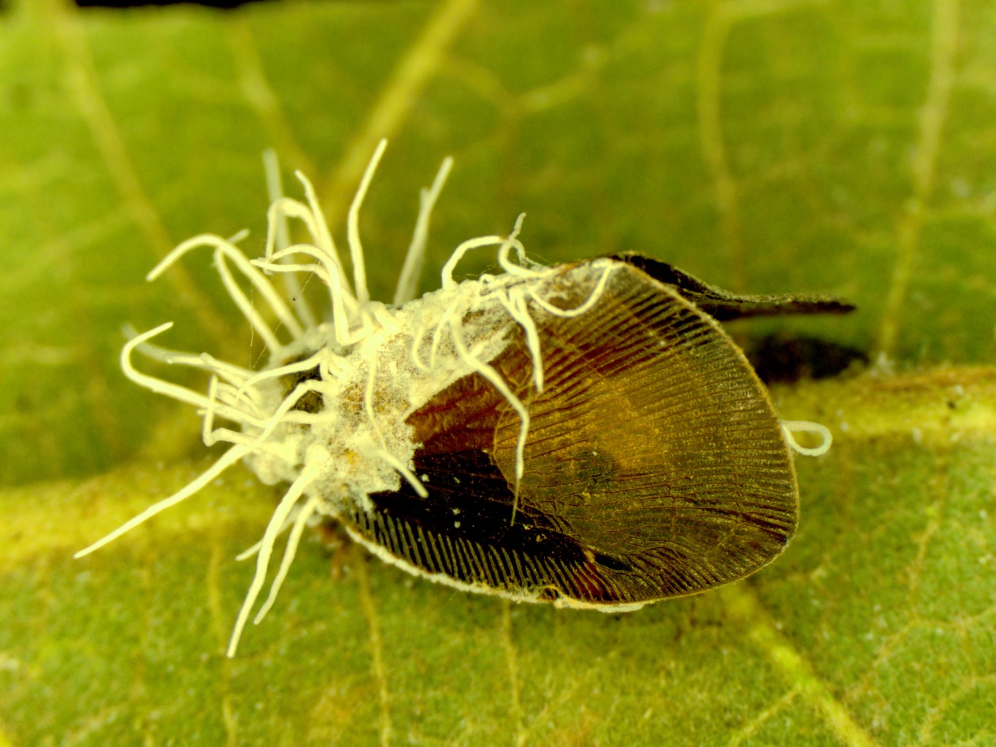 nấm ký sinh trên côn trùng