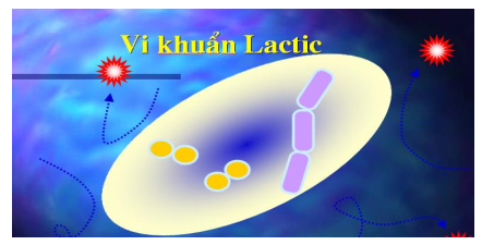 Vi khuẩn Lacto bacillus