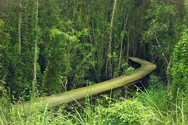 Ngây ngất với con đường giữa rừng tràm Tân Lập