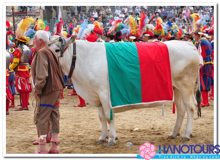 bo-chianina-trong-the-thao-bong-da-calcio_-storico-o-y