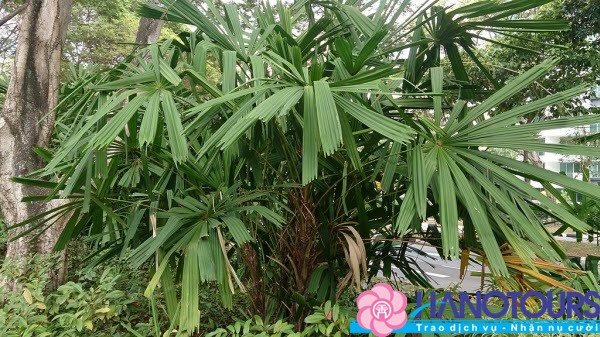 Thưởng thức hương vị thơm ngon của bánh tét mật cật Phú Quốc