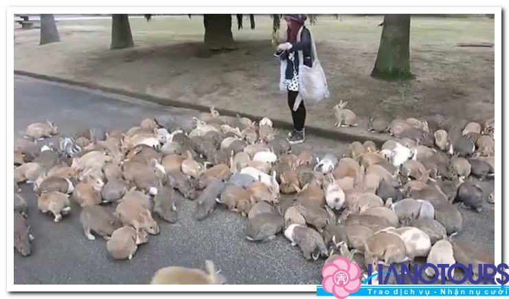 Tìm hiểu vương quốc thỏ Okunoshima Nhật Bản