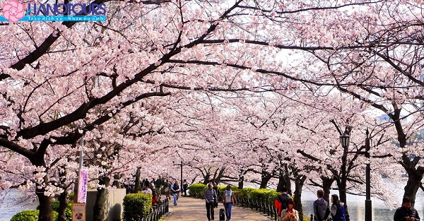 Công viên Ueno Tokyo