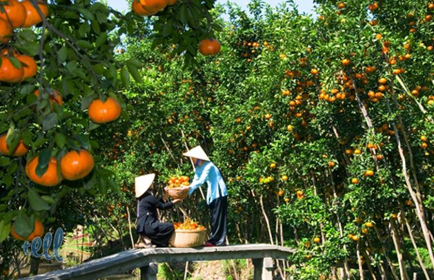 cu-lao-thoi-son-du-lich-dong-bang-song-cuu-long