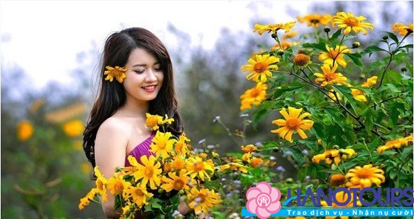 Hoa dã quỳ Đà Lạt