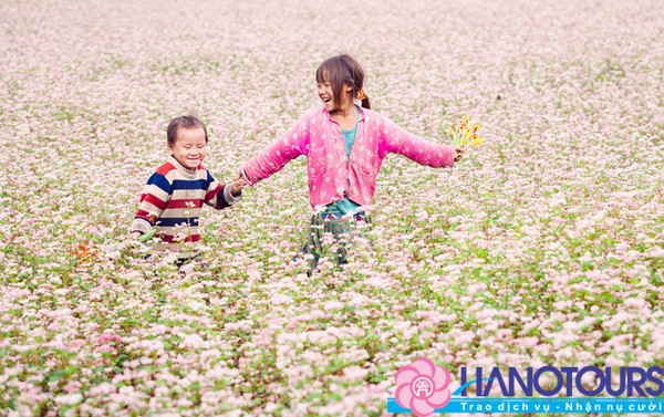 du lịch hà giang ngắm hoa tam giác mạch