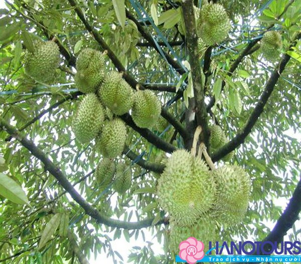 tham-miet-vuon-cai-be-khi-di-du-lich-mien-tay