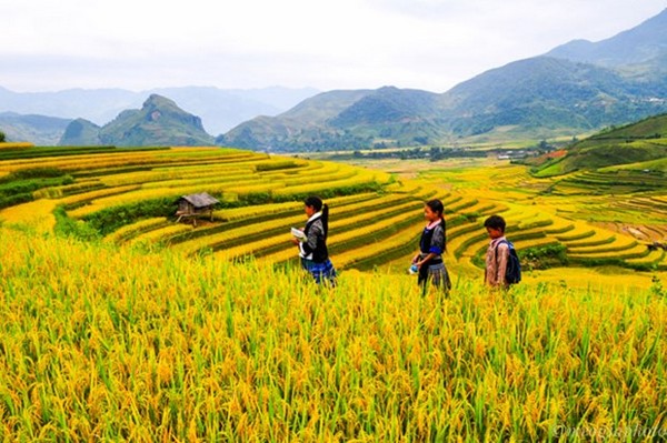 canh-dong-lua-hoang-su-phi-ha-giang