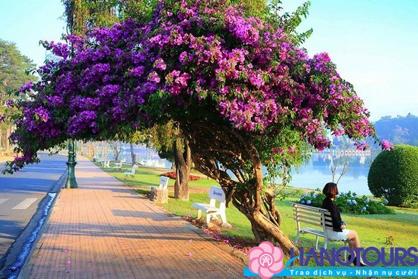 Cảnh đẹp ở Đà Lạt