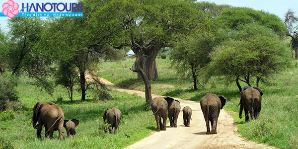 Khu_bao_ton_Ngorongoro