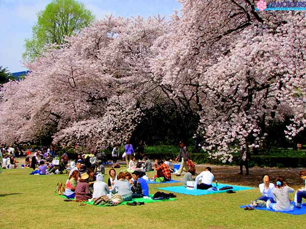 Du lịch Nhật bản hoa anh đào ở Tokyo