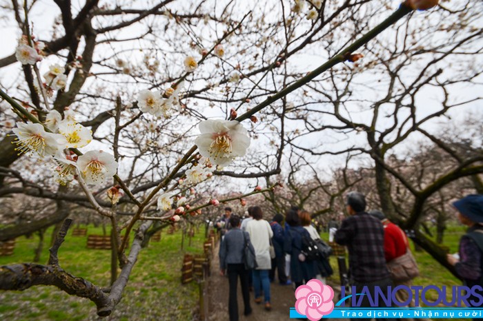 Ghé thăm lễ hội hoa mận ở Kairakuen