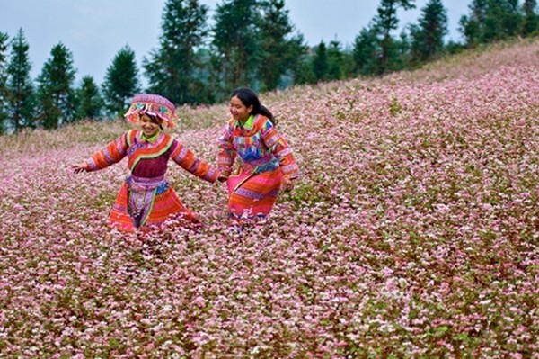 du lịch hà giang ngắm hoa tam giác mạch