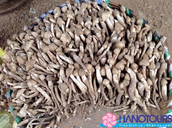 Thưởng thức đặc sản nấm mối ngon tuyệt khi du lịch miền tây