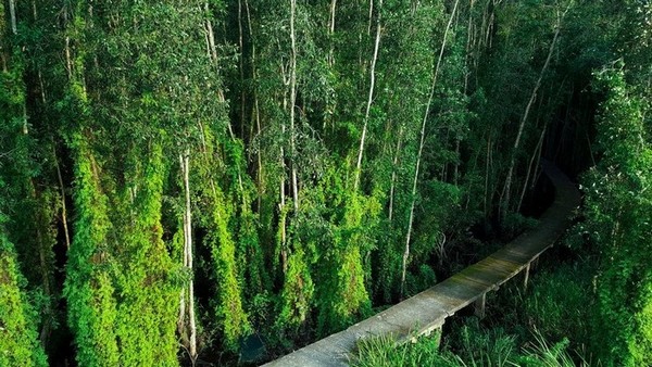 Rừng tràm Tân Lập